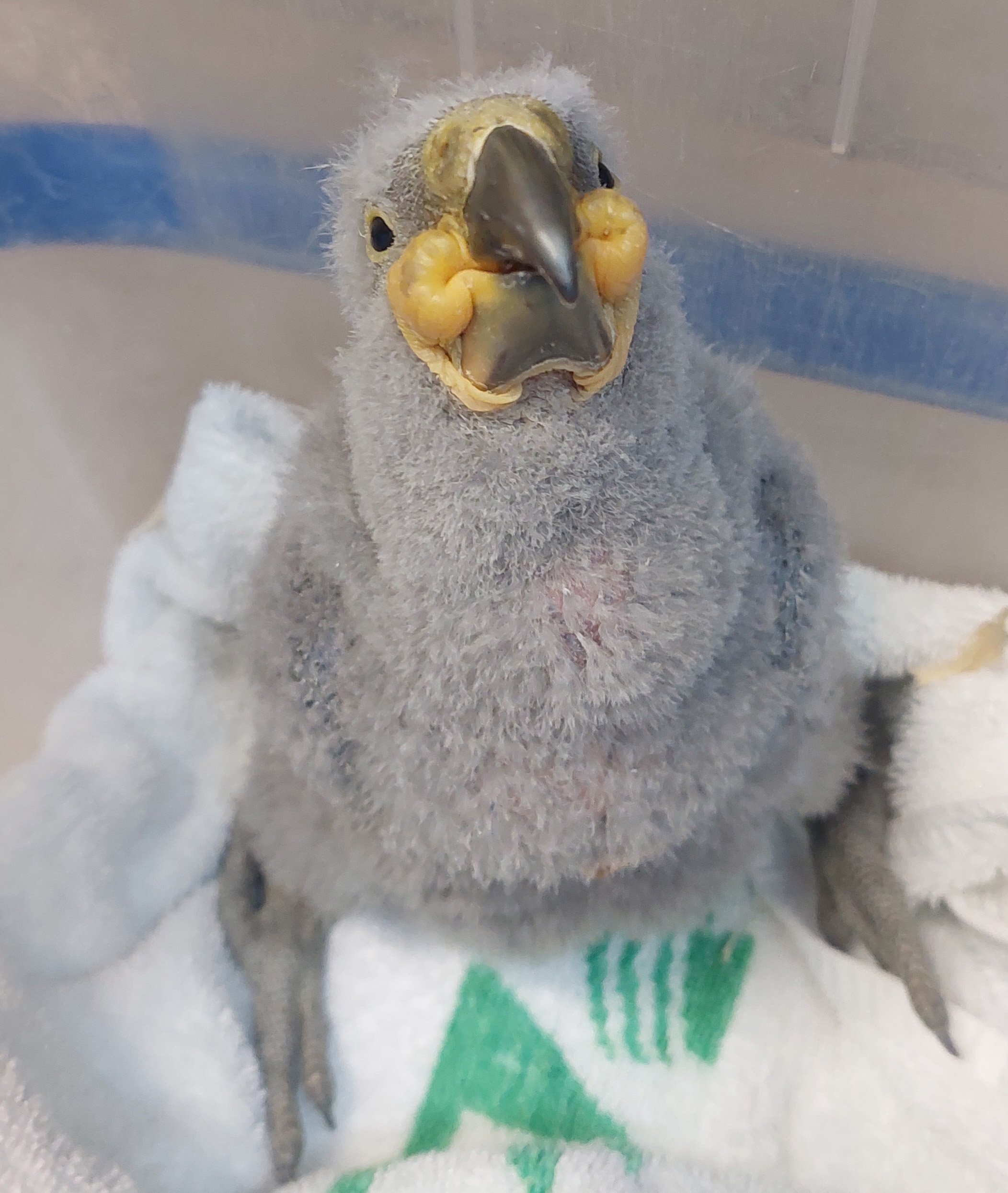 Charlie Girl’s chick at about 1 month old.