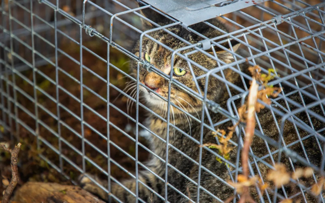 Feral cat caught in a live trap in Fiordland National Park. Photo: RNZ/Cole Eastham-Farrelly