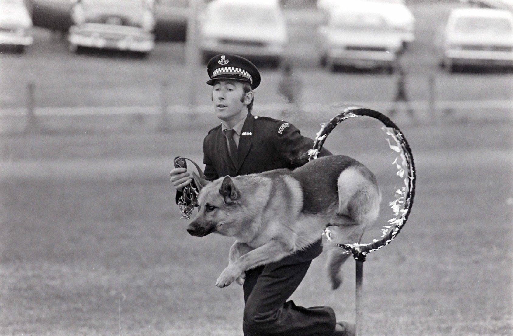 Showing little fear Rex, a Dunedin police dog, leaps through a hoop of fire at the 1974 New...