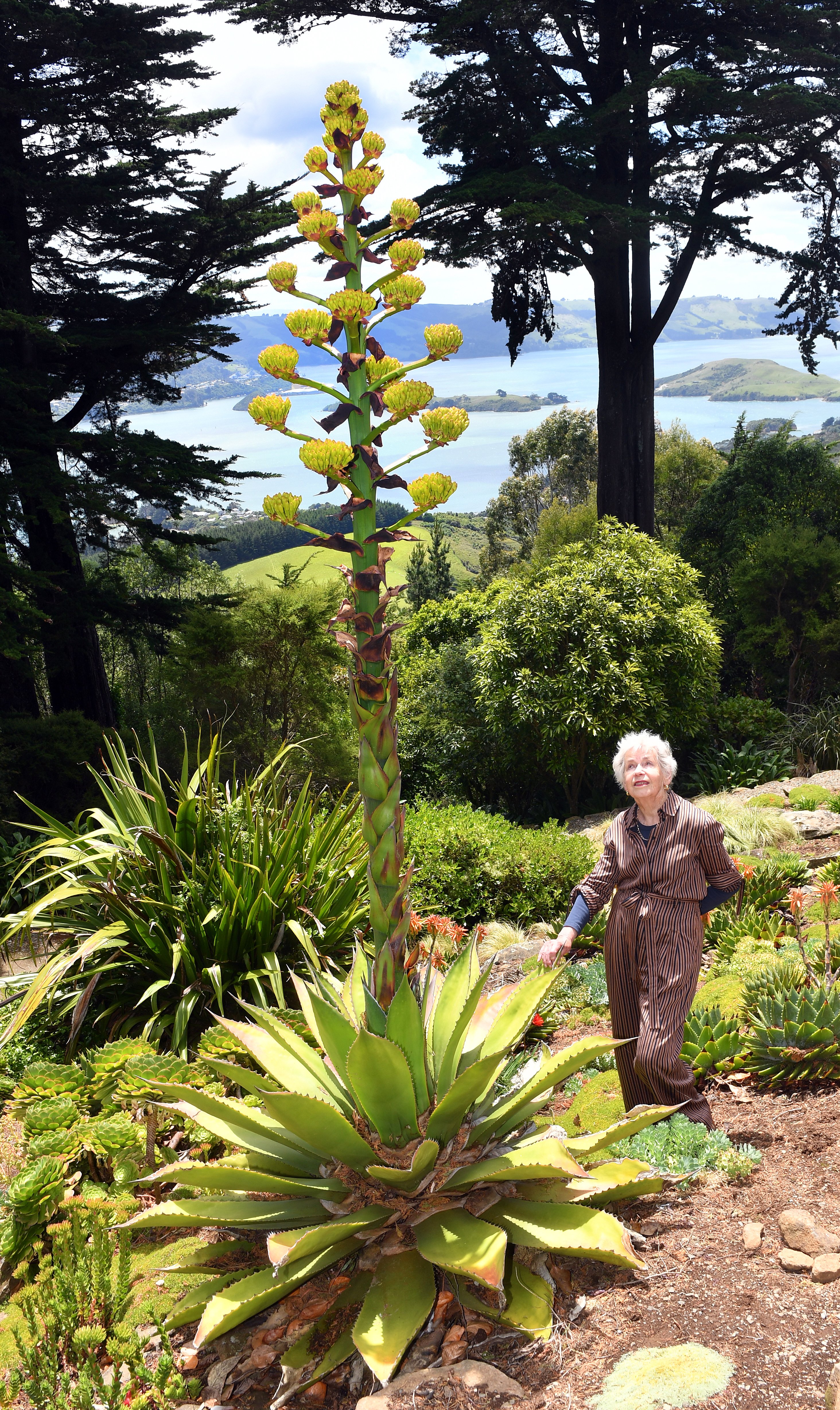 Larnach Castle owner Mar garet Barker with a plant which has taken 22 years to flower. PHOTO:...
