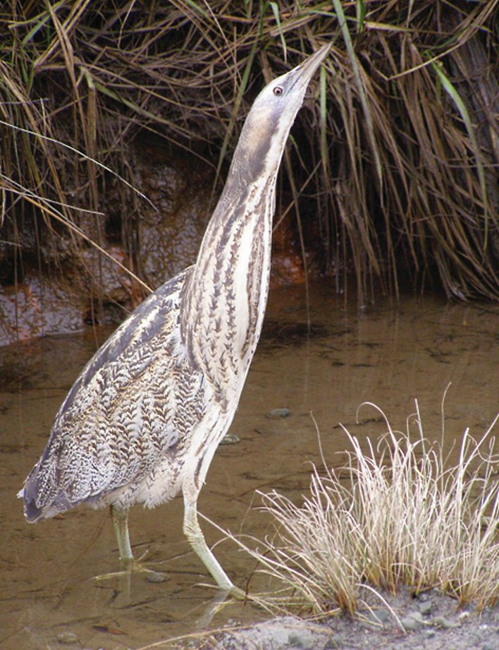 An Australasian bittern pauses in a drainage ditch by Catlins Lake. Photo: Jim Young
