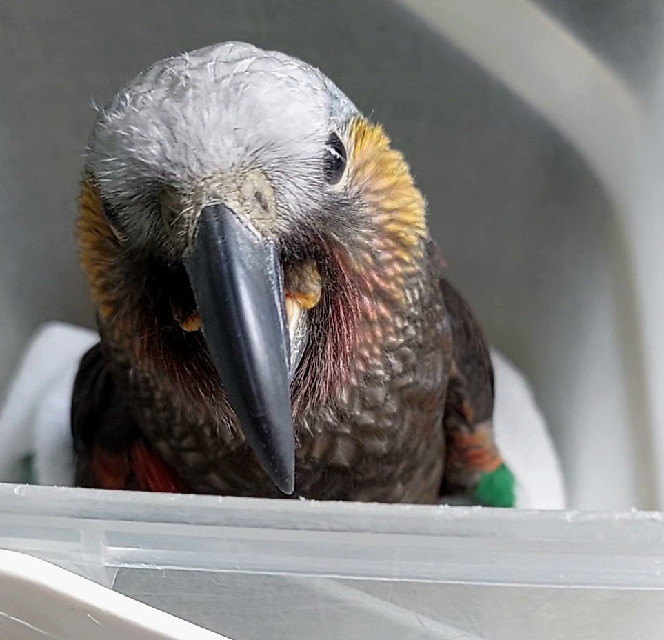 Charlie Girl’s chick last month. PHOTOS: ALISHA SHERRIFF