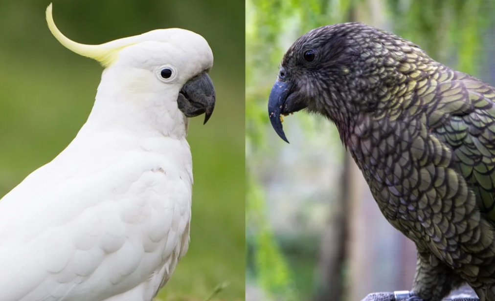 Researchers examined the emotion of "surprise" in cockatoos (left) and kea, testing how they...