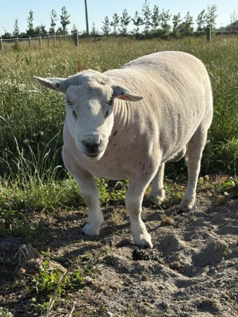 Bo is back where he belongs after he was taken from a paddock in Little River last Friday. Photo:...