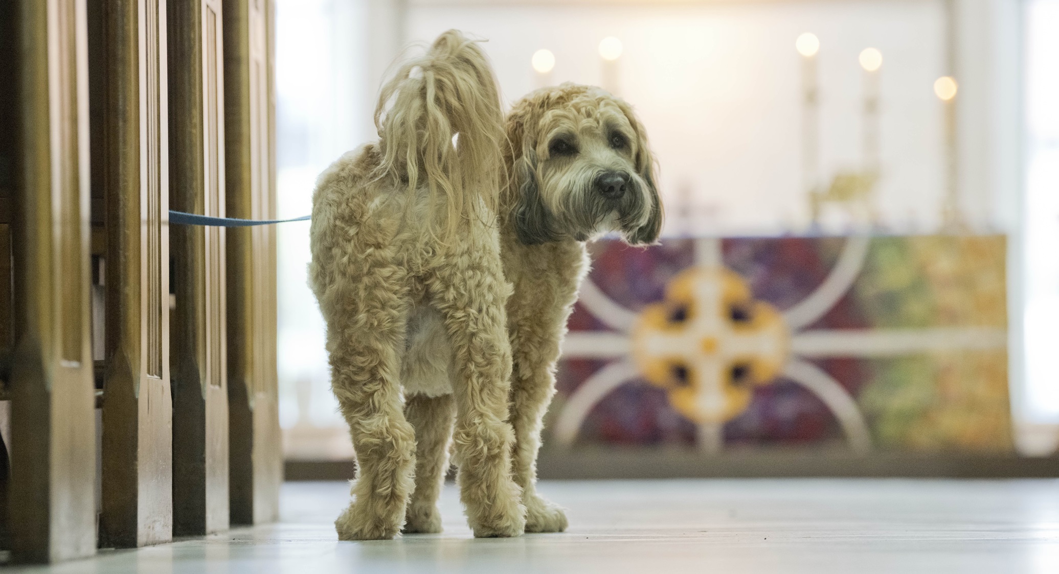 Photo: Gerard O'Brien