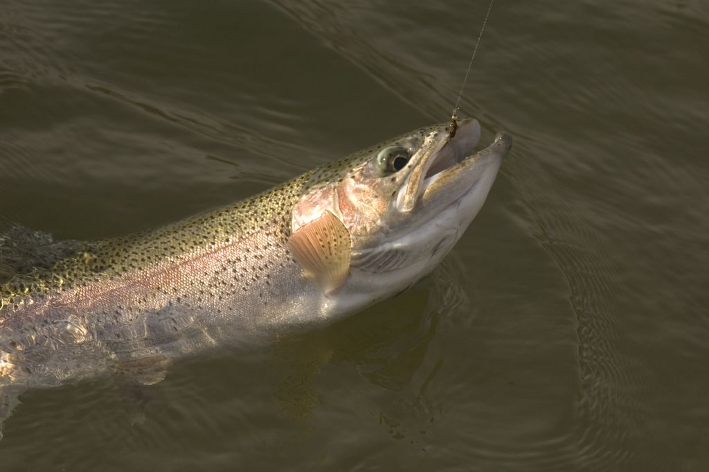 Fly fishing for trout. PHOTO: GETTY IMAGES