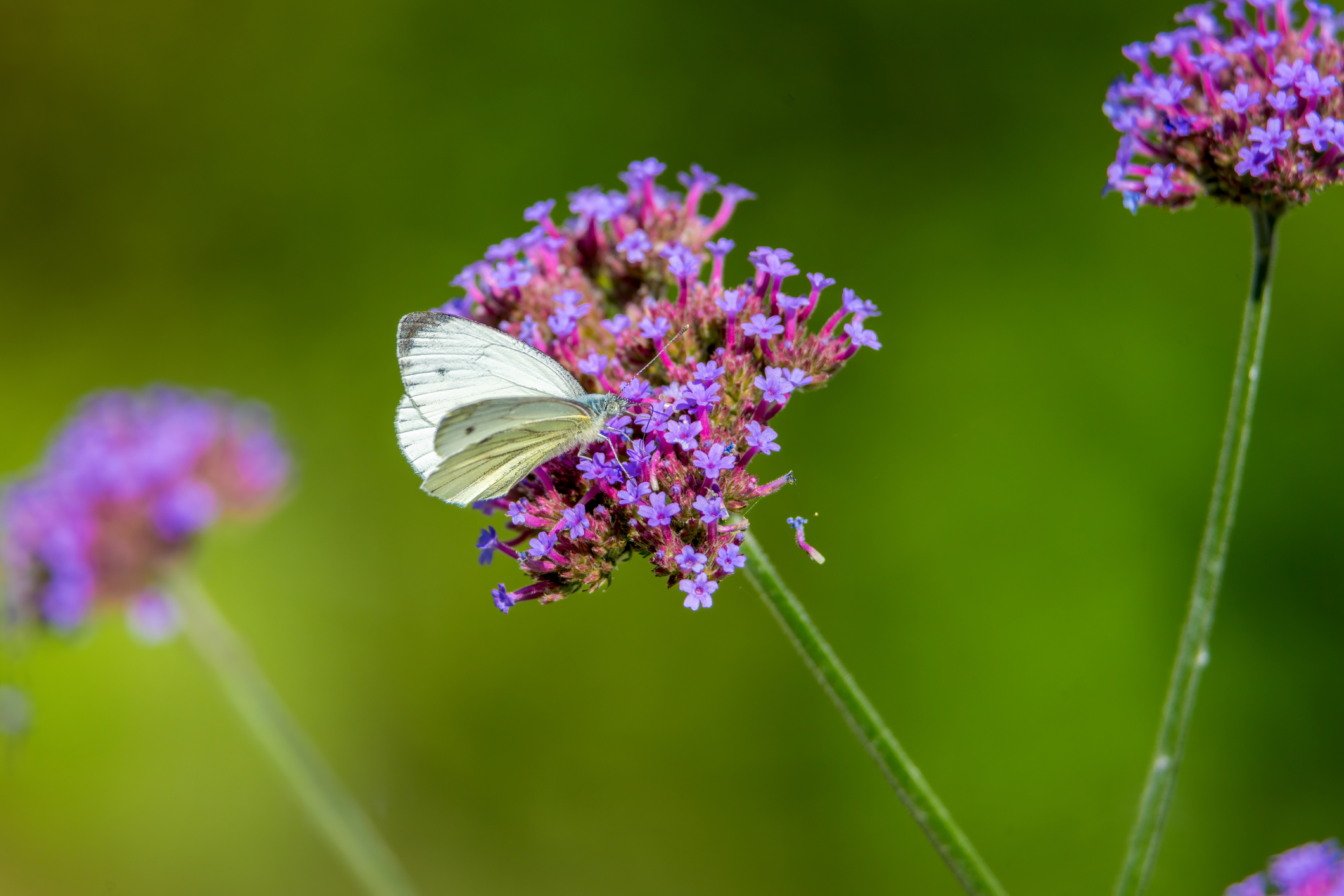 A small white butterfly. PHOTO: GETTY IMAGES