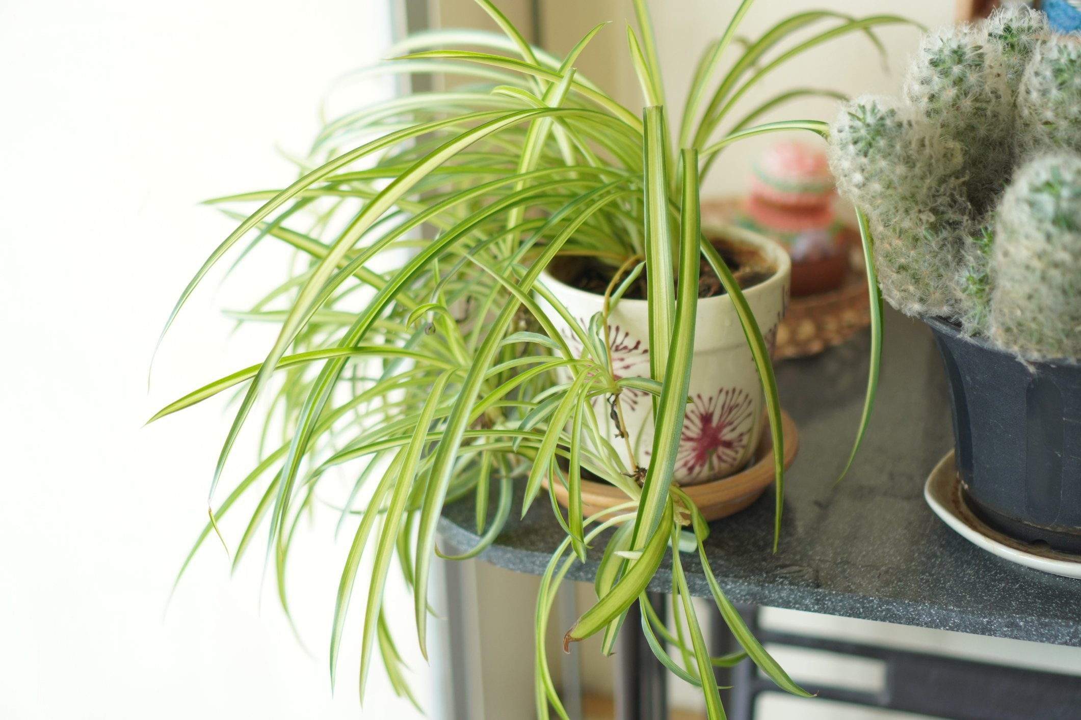 The spiderplant. PHOTO: GETTY IMAGES
