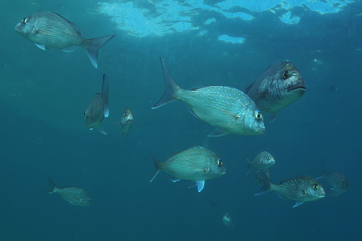 Abundant sealife in the Goat Island marine reserve. Photo: Getty Images