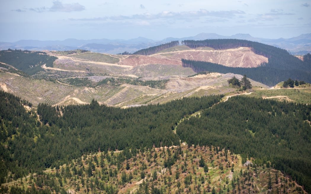 Pine forestry in southern Hawke’s Bay. Photo: Nick Monro