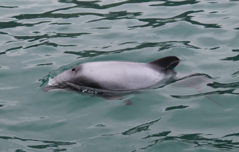 A Hector's dolphin at the surface, in Akaroa Harbour. Photo: RNZ / Alison Ballance