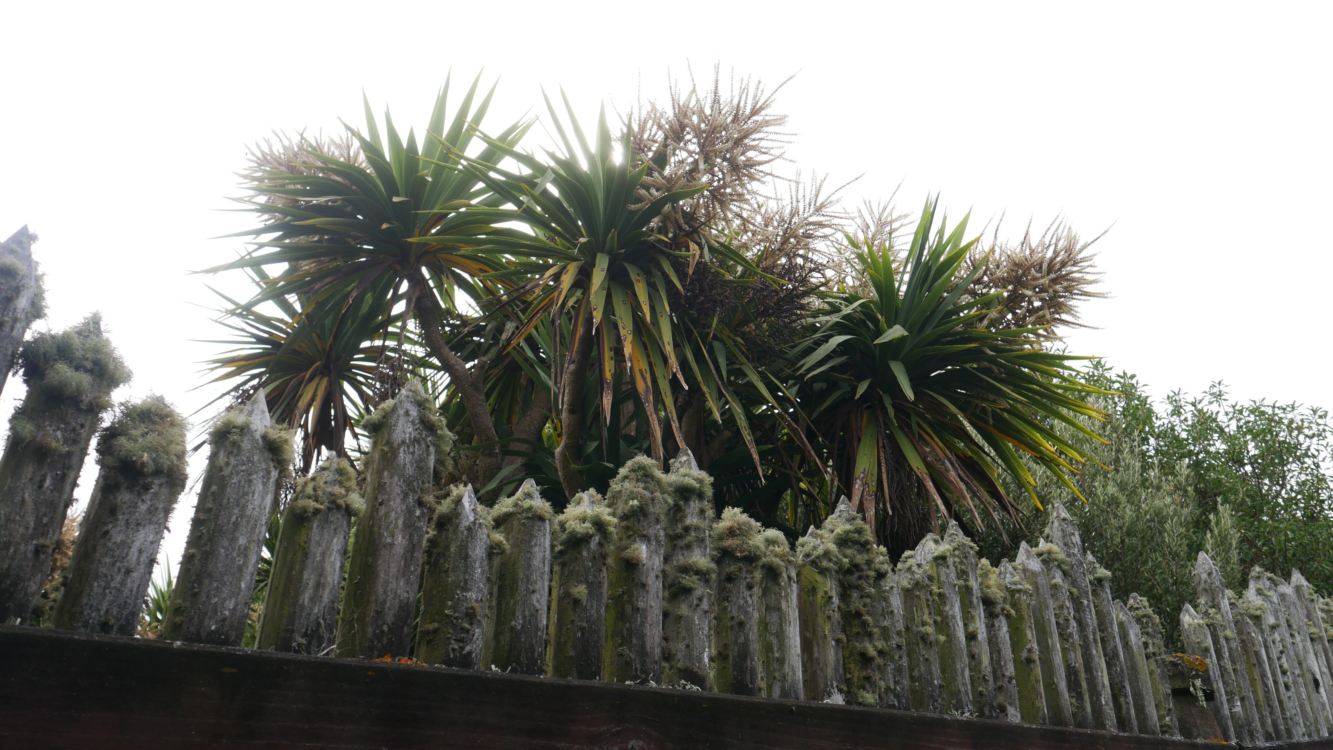 Huriawa Peninsula, Karitane.