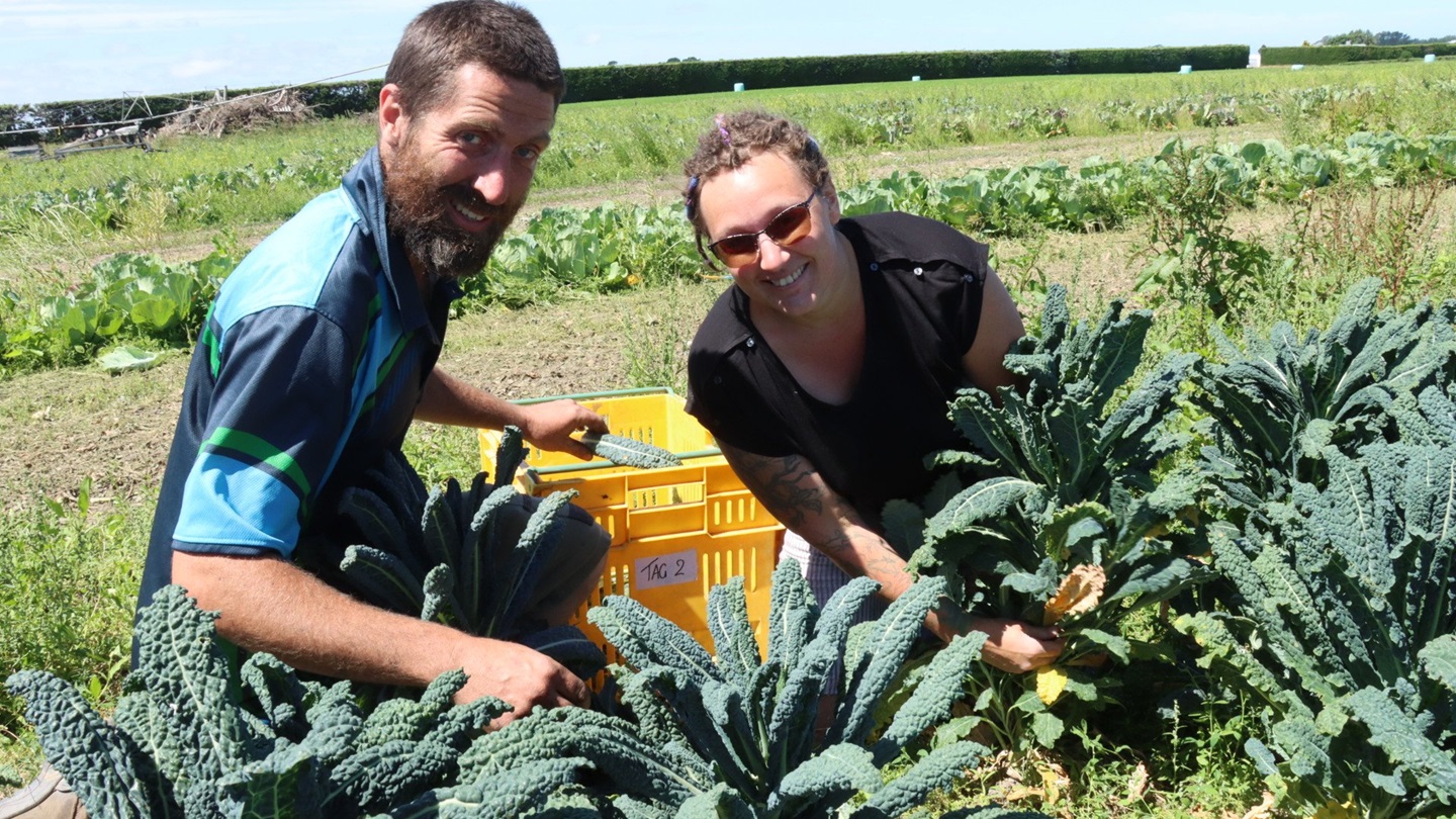 Broadview Produce owners Will and Gemma Thian harvest kale on their Southbridge farm. Photo:...