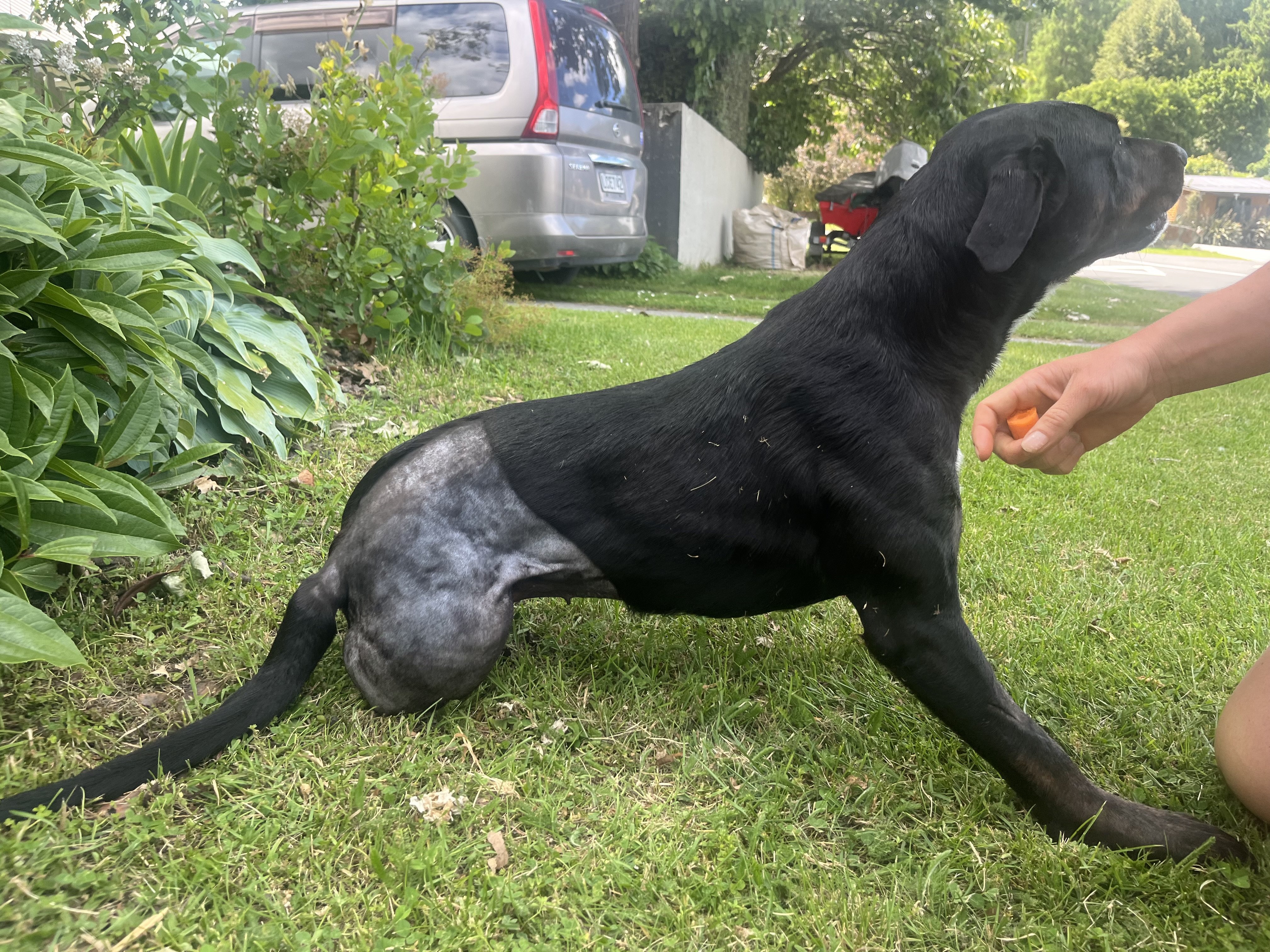 Maggie receives a treat while in recovery after successful amputation surgery. PHOTO: EVIE SINCLAIR