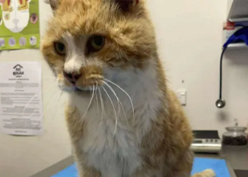 Mo after his 14-year adventure. He was chipped and registered, enabling him to be reunited with...