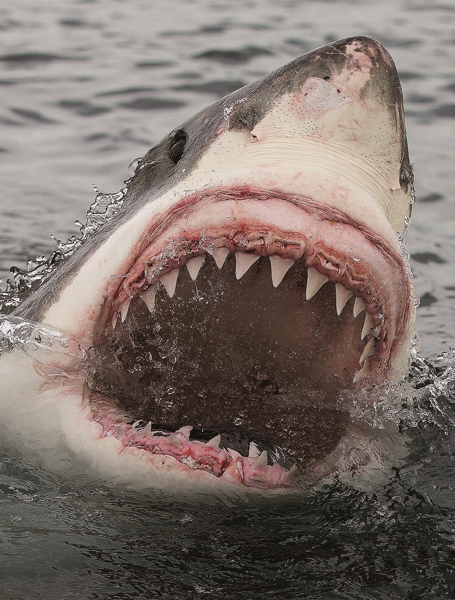 Seeing the teeth on a great white shark are about as rare as seeing hen’s teeth, University of...
