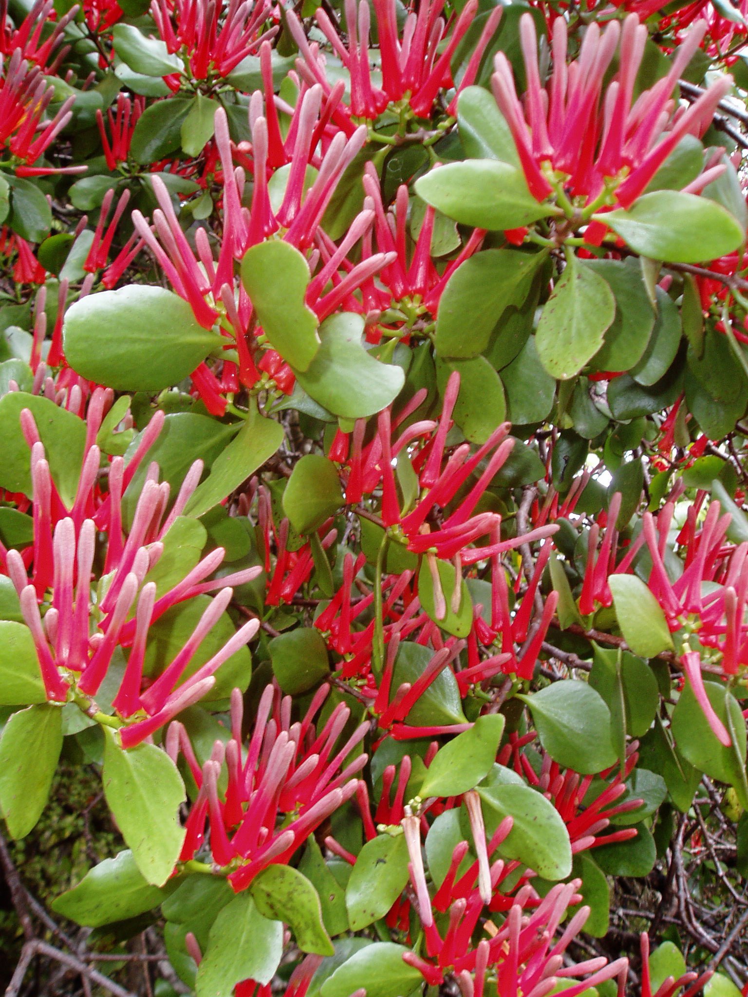 Native mistletoe found in Hope Valley on the West Coast. PHOTOS: DOC