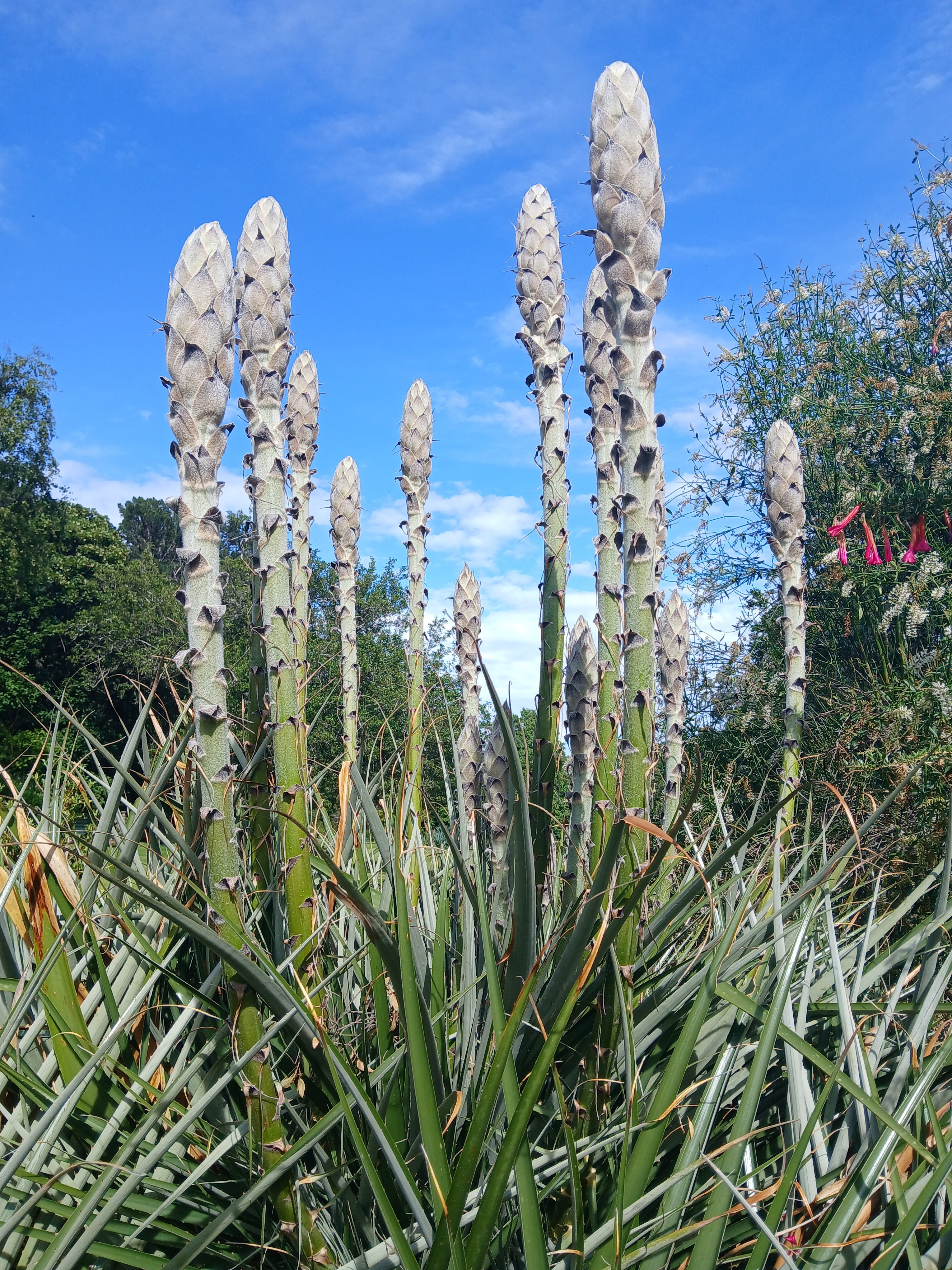 Puya chilensis in flower at Dunedin Botanic Garden. PHOTOS: SUPPLIED