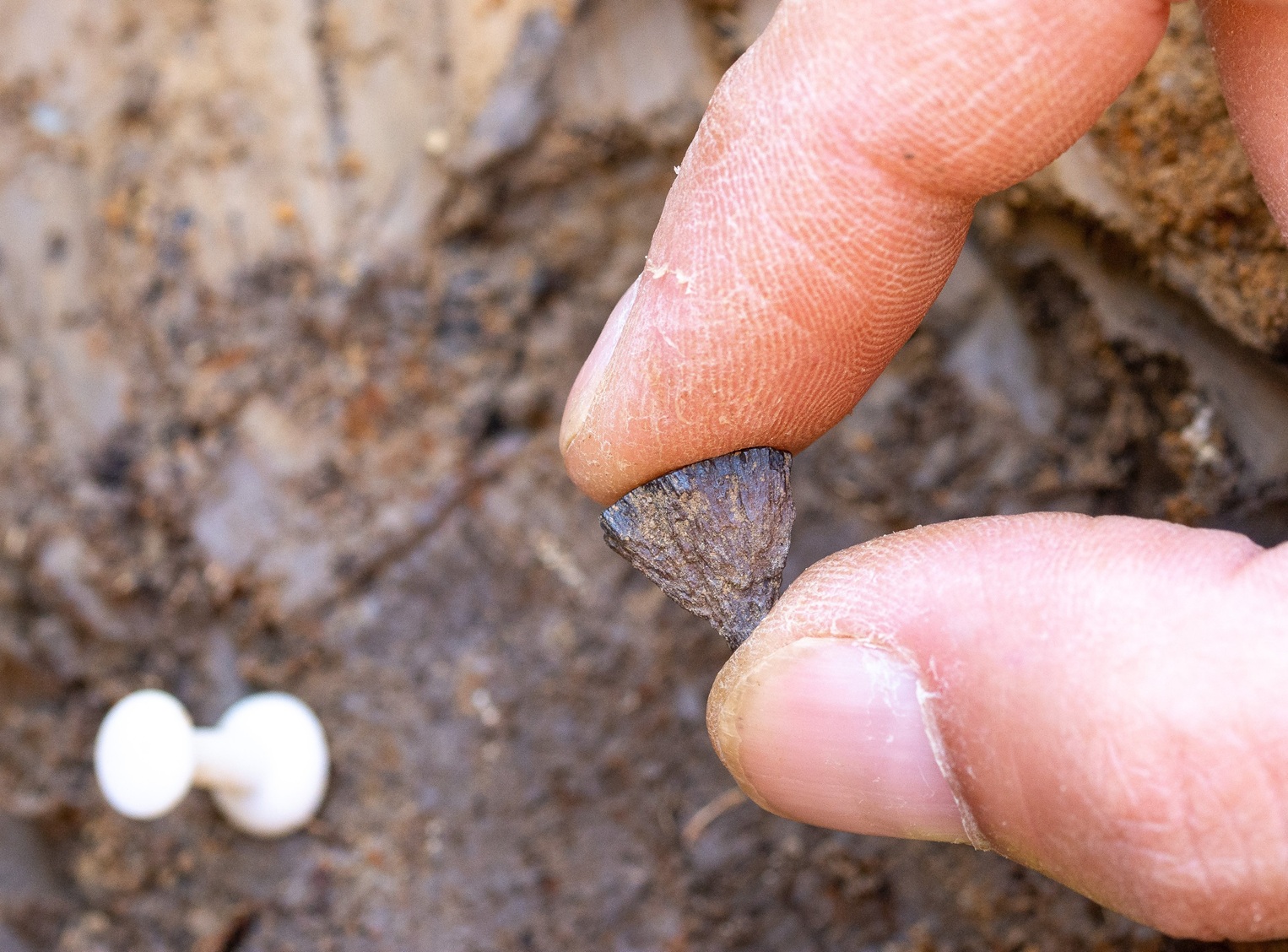Discovery of the first fragment of iron pyrite in 2017 at Barnham, Suffolk. Photo: Jordan Mansfield