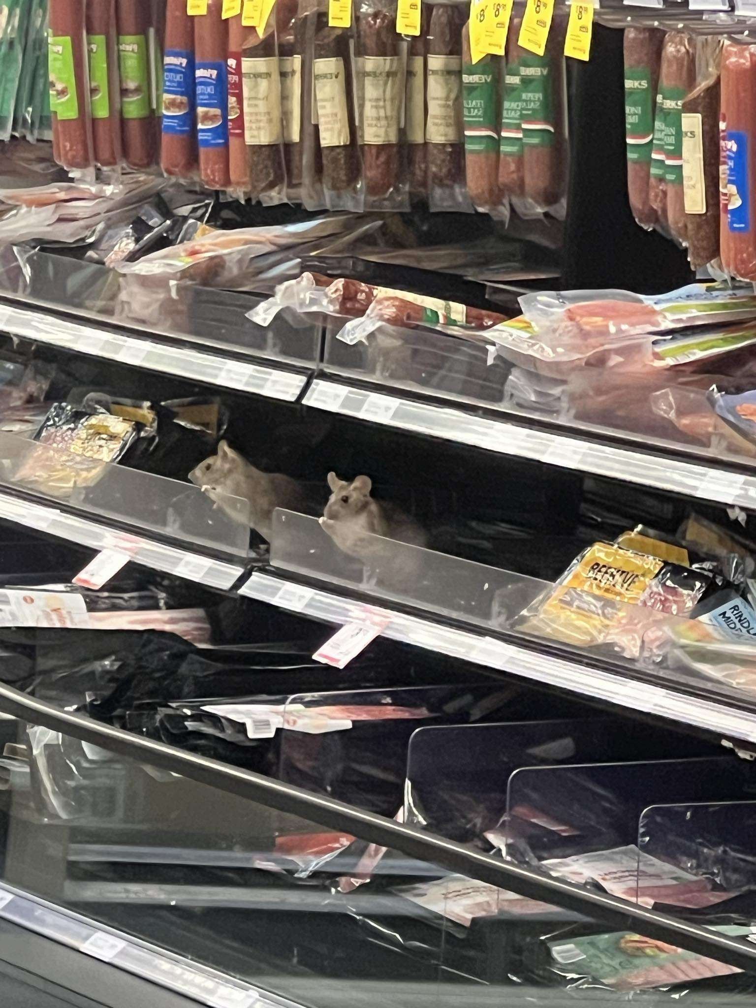 A photo of a rat (and its reflection in a mirrored partition) on a supermarket shelf taken by a...