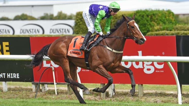 Sassy Lass will contest the group 3 Waikato Cup (2400m) at Te Rapa tomorrow. PHOTO: KENTON WRIGHT...