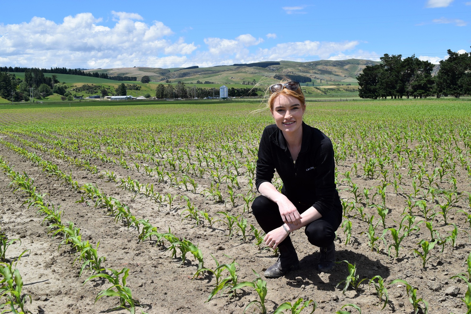 Carrfields agronomist Katie Gunn, of Roxburgh, inspects maize on Hill Springs sheep and beef farm...