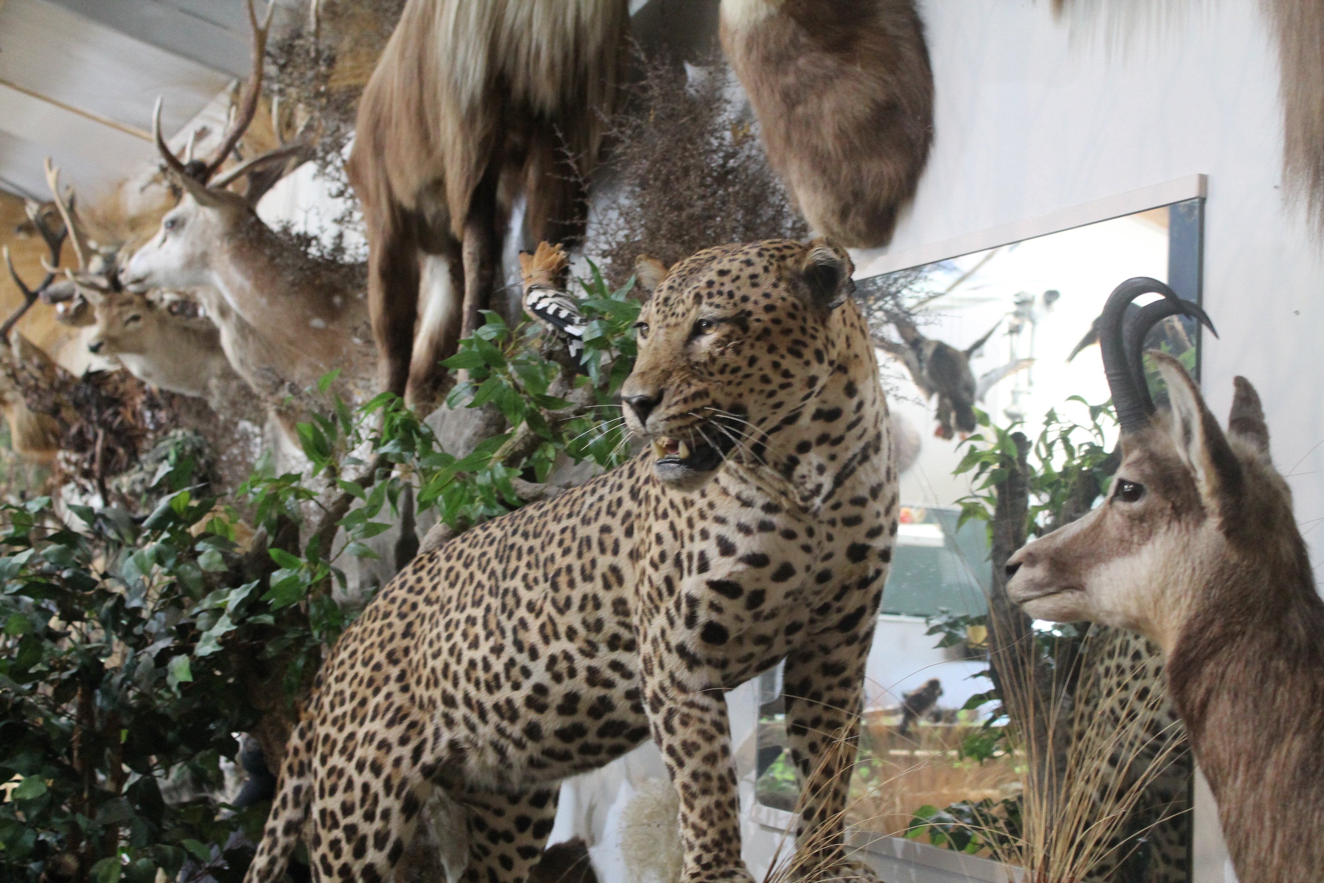 "Lucy" the taxidermied leopard.