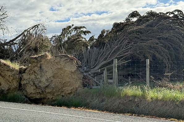 Storm-damaged trees in Southland, as seen by WorkSafe inspectors out on the road. Photo: WorkSafe
