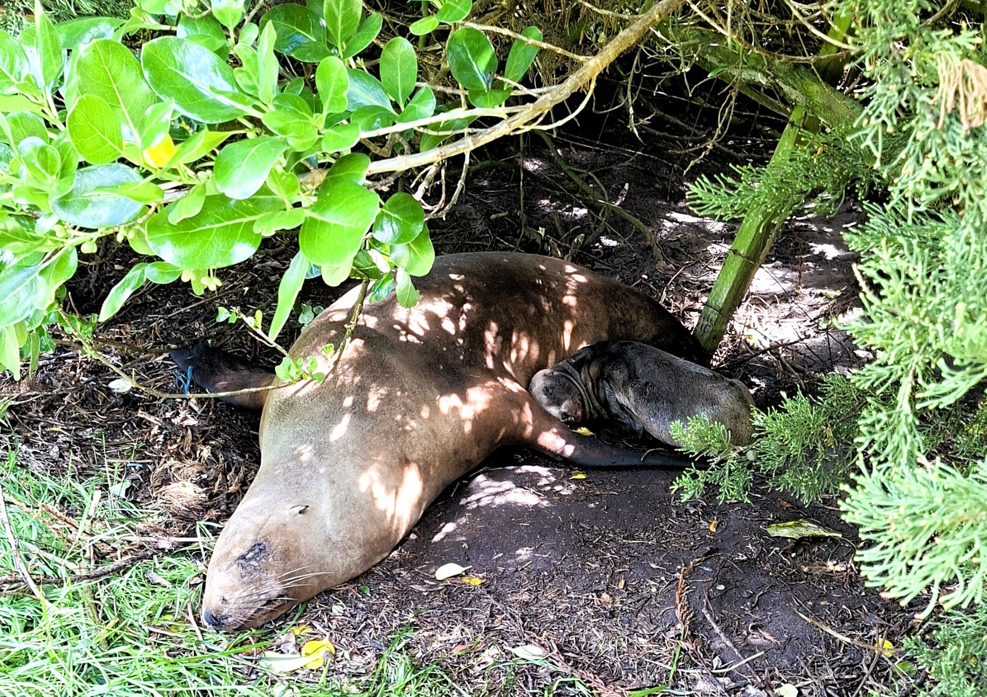 Tui and her pup having a snooze. Photo: Department of Conservation