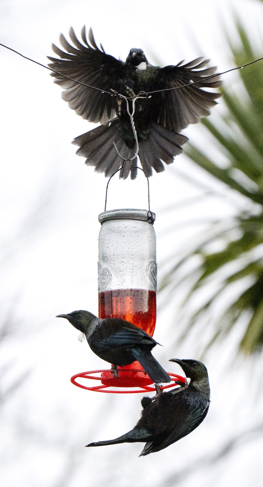 Photo: Gerard O'Brien