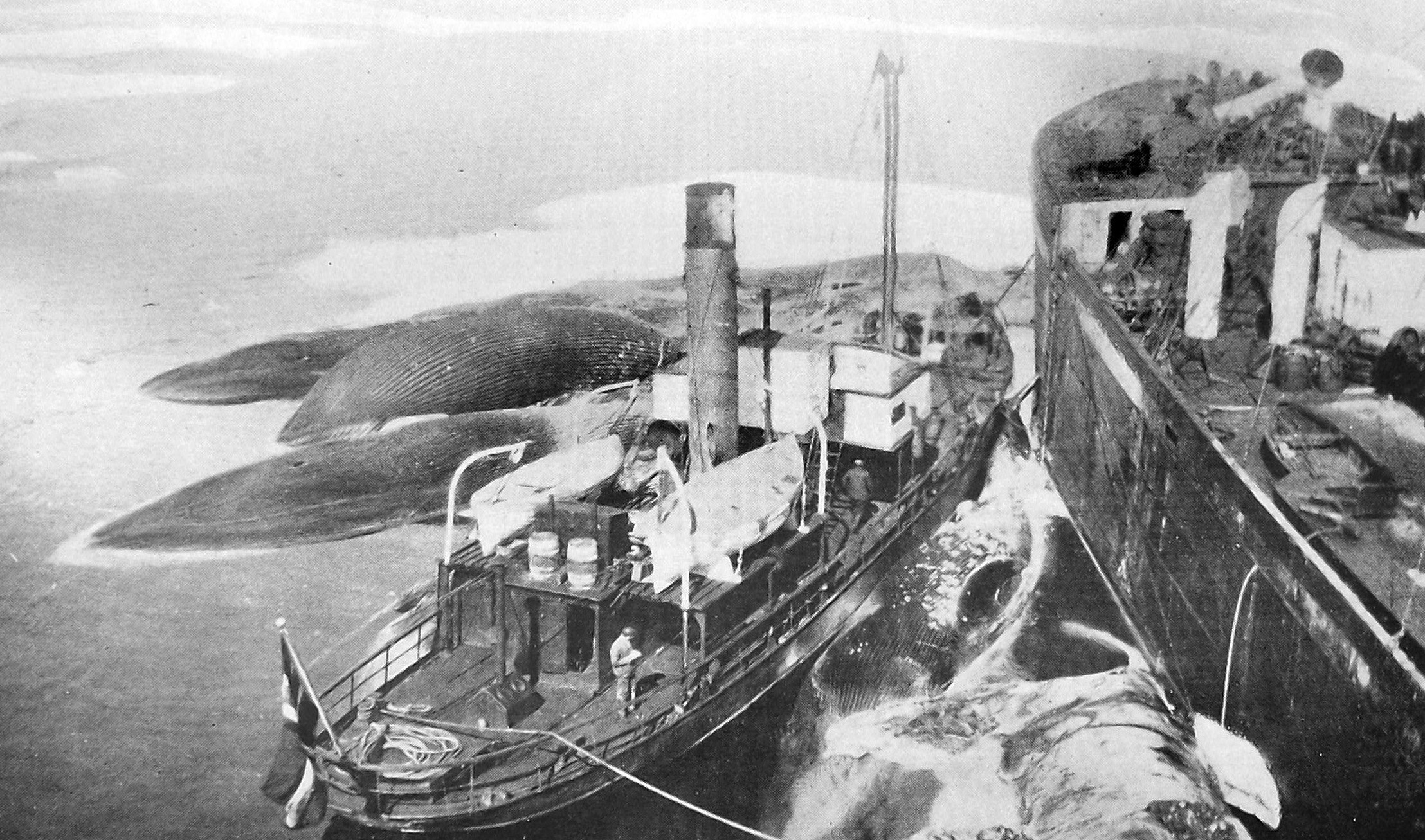 One of the 'Star' chase boats brings whales alongside whaling ship 'Sir James Clark Ross', off...