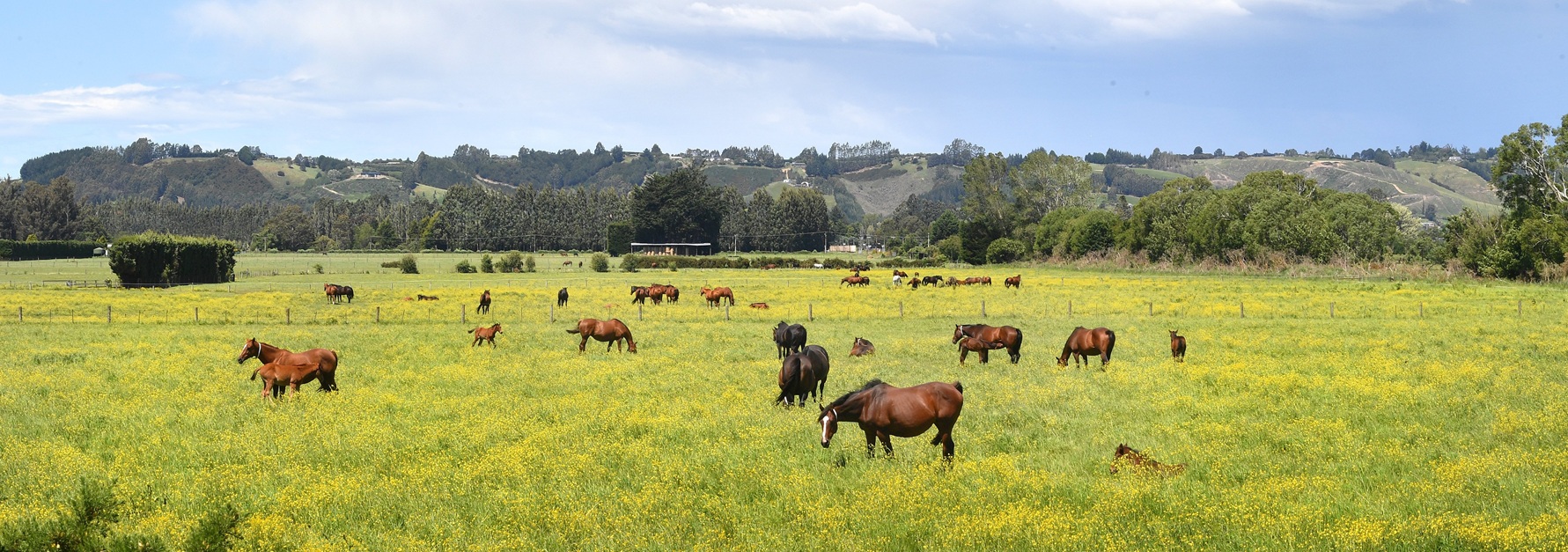 Photo: Stephen Jaquiery