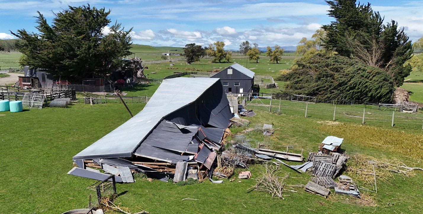 Carnage at Tuapeka after October’s big blow, one shed down and another smashed by a fallen tree....