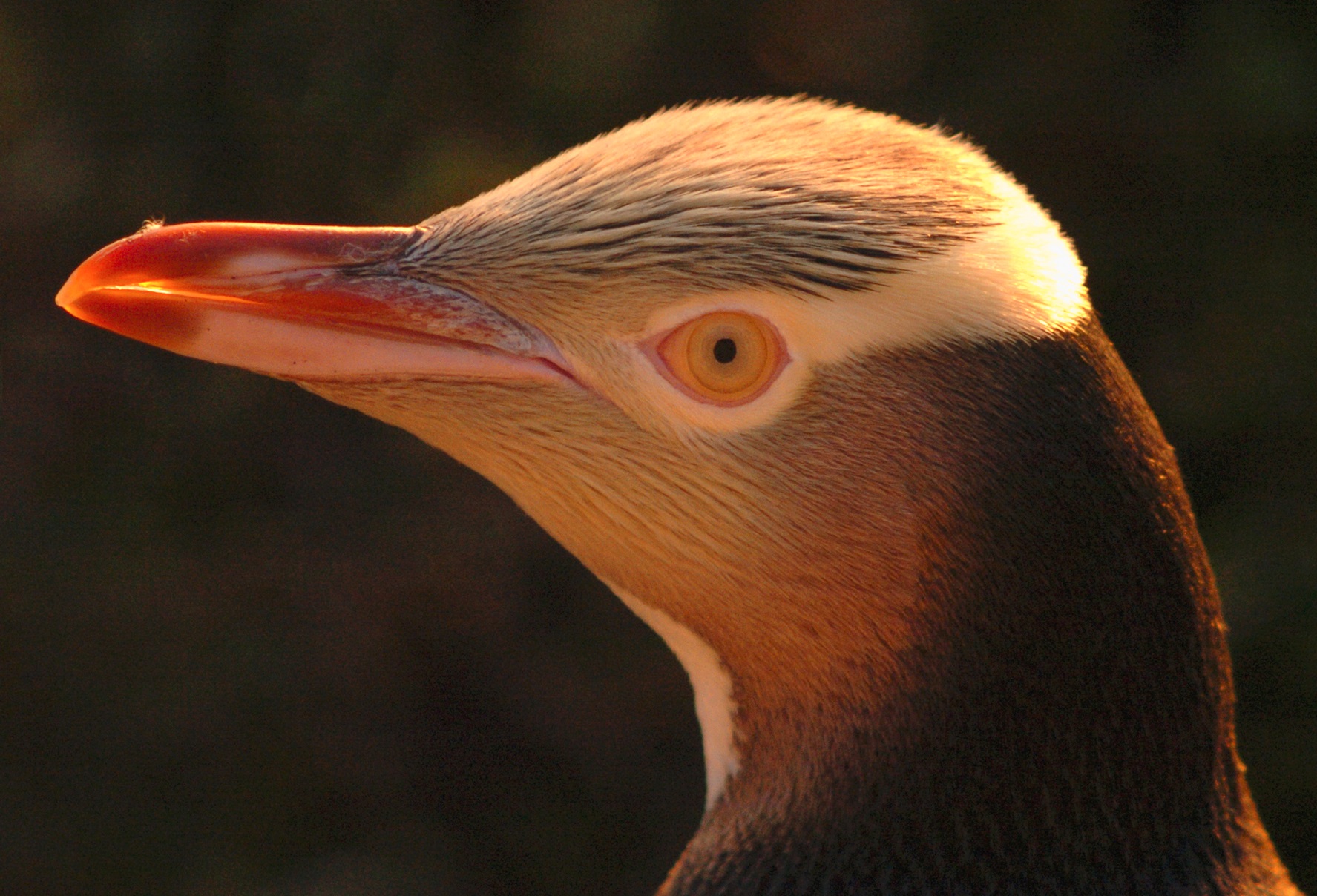 Along the southeast coast of New Zealand there are only a few remaining hoiho, among which...