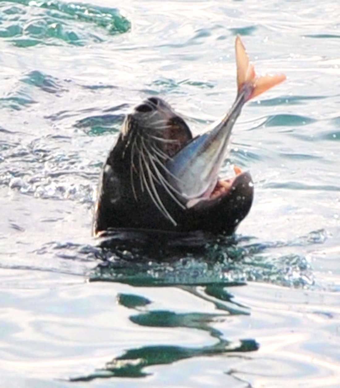 Sharing the sea. Photo: ODT files