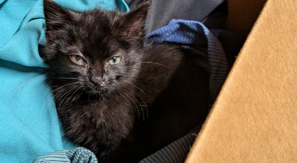After a bit of hissing, the kitten settled down for the journey. Photo: Supplied / Katie Evans