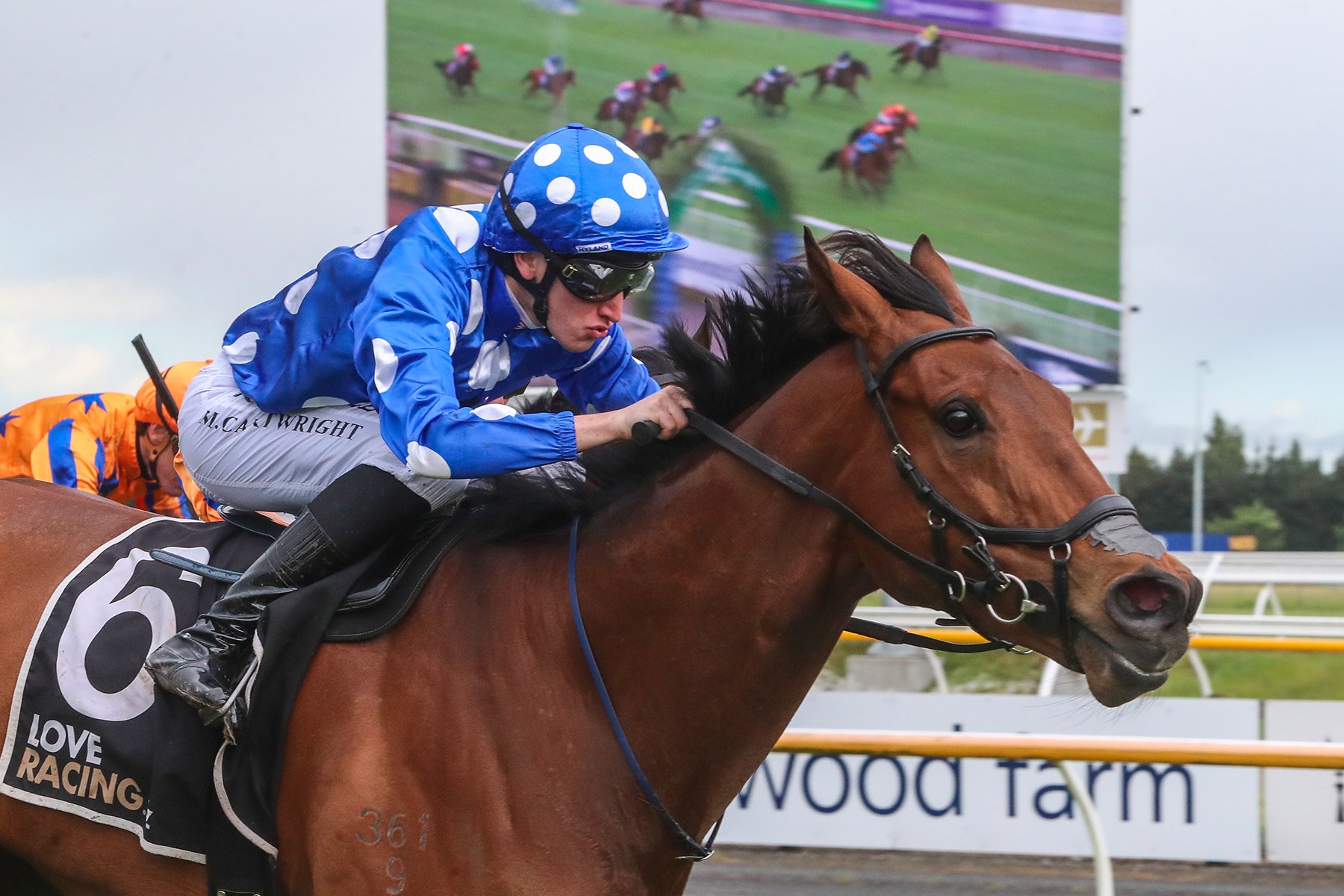 The consistent Brave Spirit will contest the open 1400m race at Wingatui tomorrow. PHOTO: RACE...