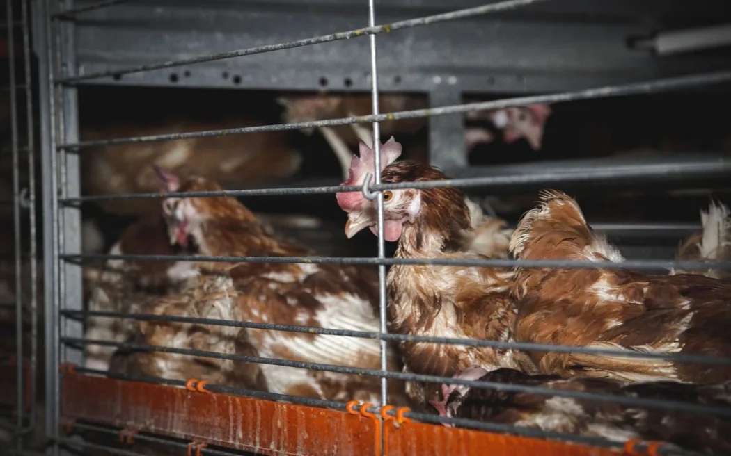Up to 80 chickens can be placed in colony cages. Photo: Supplied