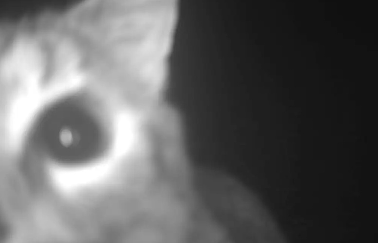 Trail cameras planted by Whakatipu Wildlife Trust have detected 44 cats over three weeks. Photo:...
