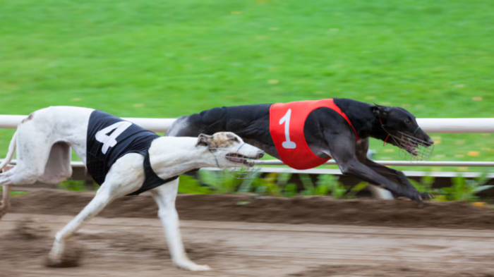 The greyhound, not pictured here, had very low levels of meth in its system. Photo: NZME