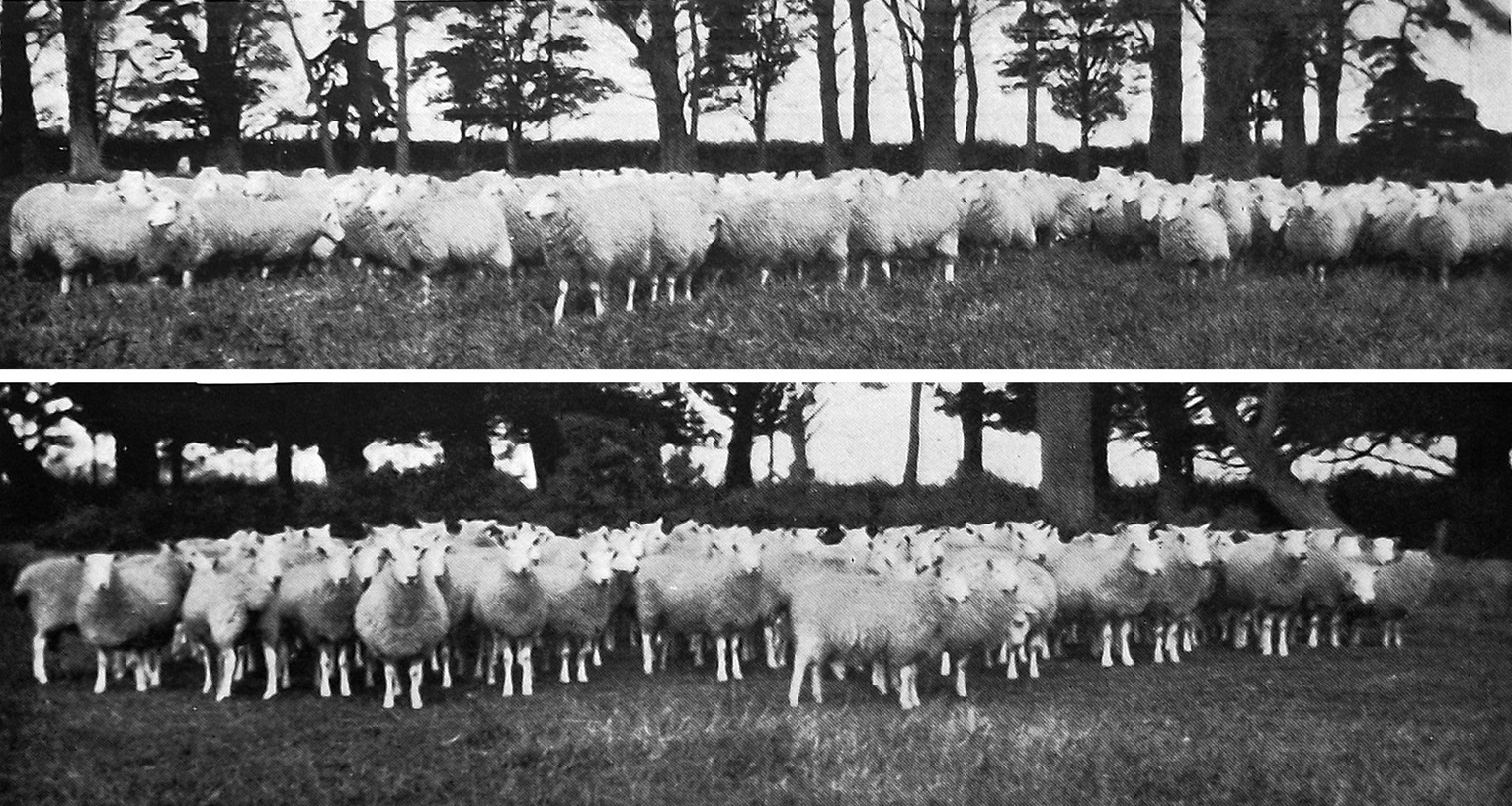 Border Leicester ewes and lambs take shelter near trees on James W. Blair’s Abbotsford Farm at...