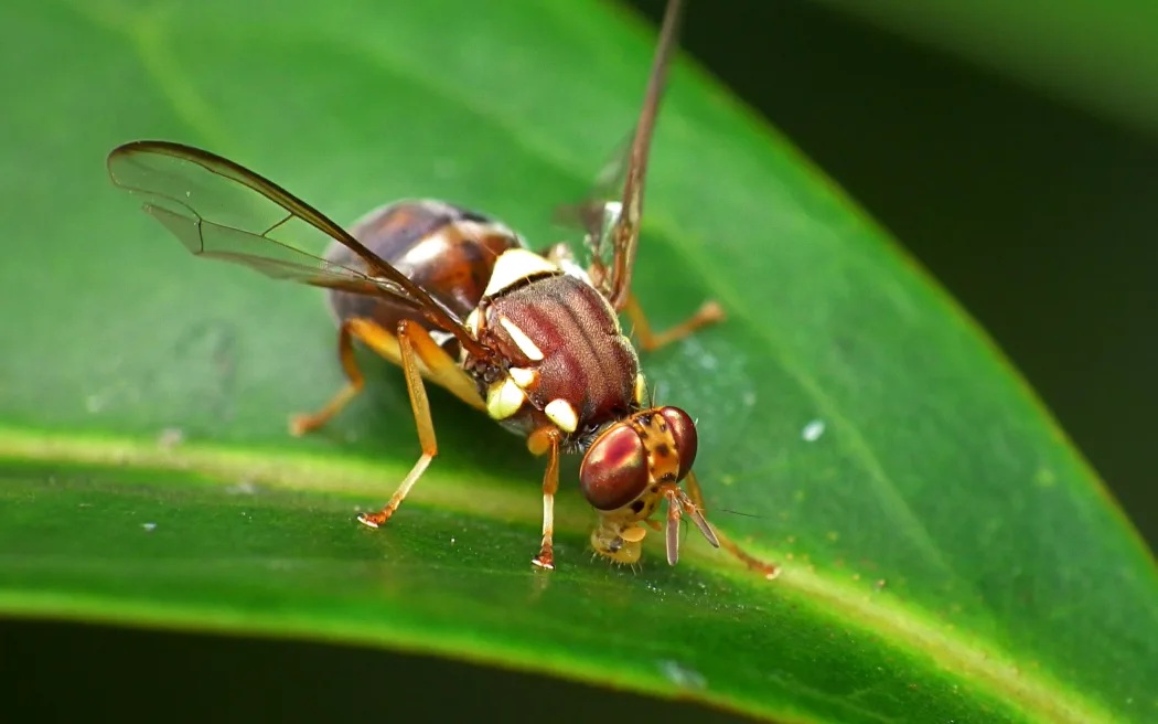 The single male fruit fly was found in Mount Roskill. Photo: Supplied / Biosecurity New Zealand