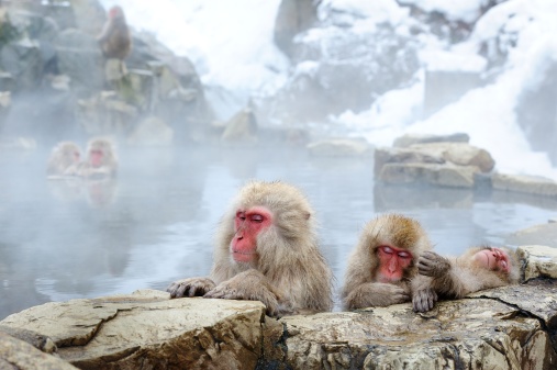 Snow monkeys, Nagano, Japan.