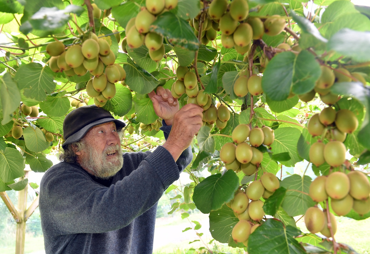 East Taieri resident Harry Lagocki thins his SunGold kiwifruit, which have had spectacular...