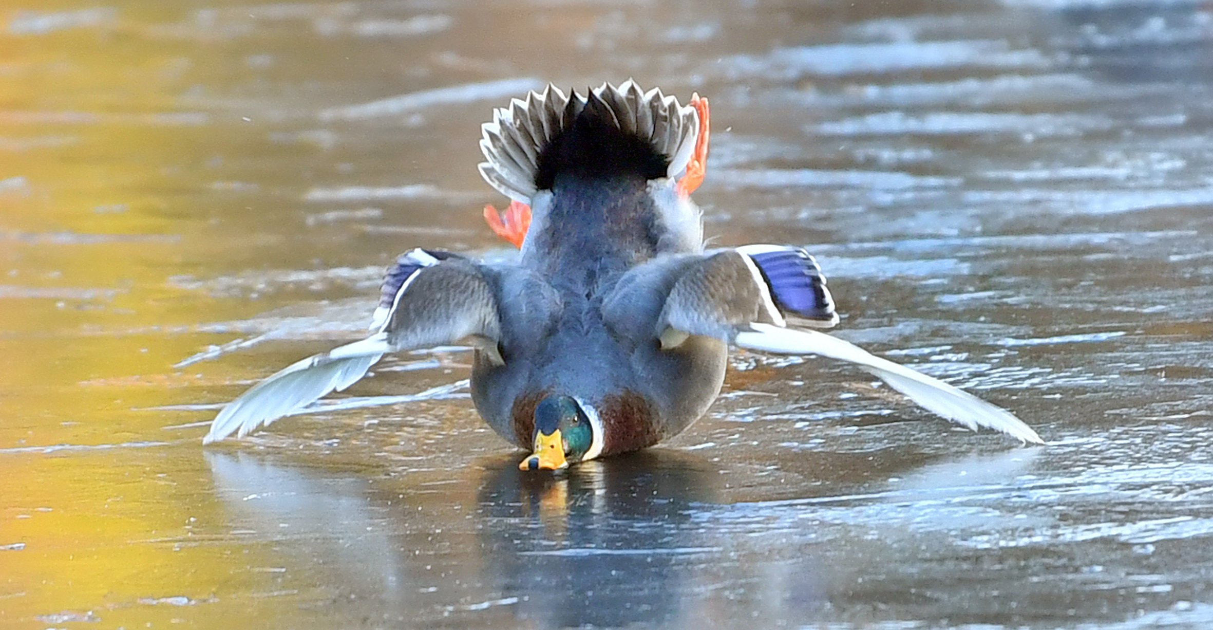 Most ducks landed gracefully on the frozen pond at the Dunedin Botanic Garden following the...