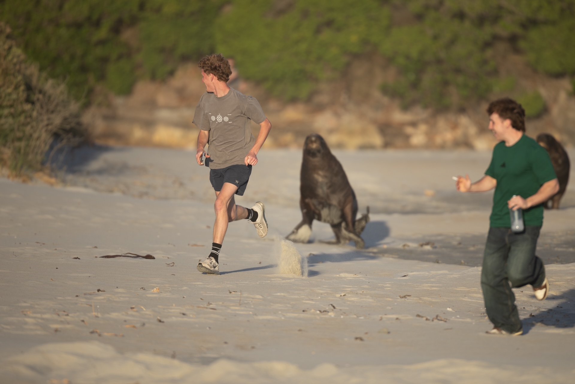 Youths harass a sea lion at Smaills Beach on Monday evening. Photo: Jarred Wilson
