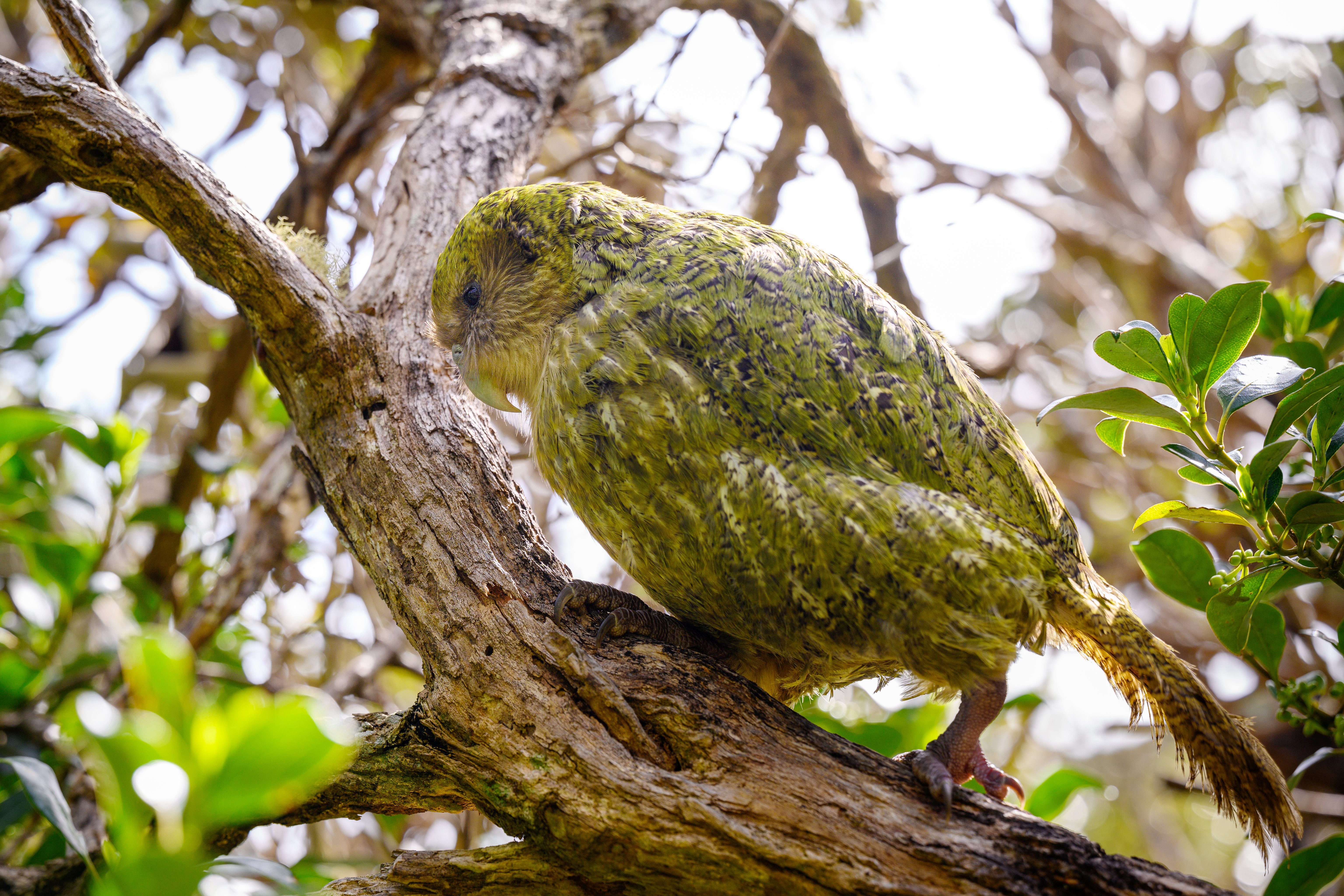 The kākāpō breeding season is officially under way. Pictured is a bird known as ‘‘Boss’’. However...