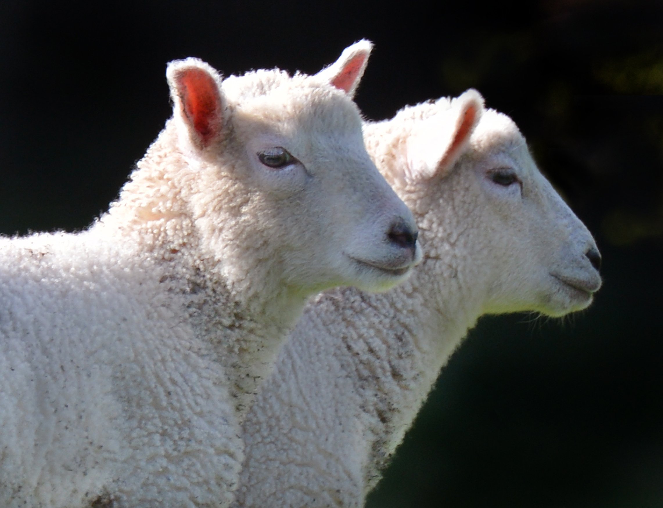 A pair of potential prize-winners. Photo: ODT files