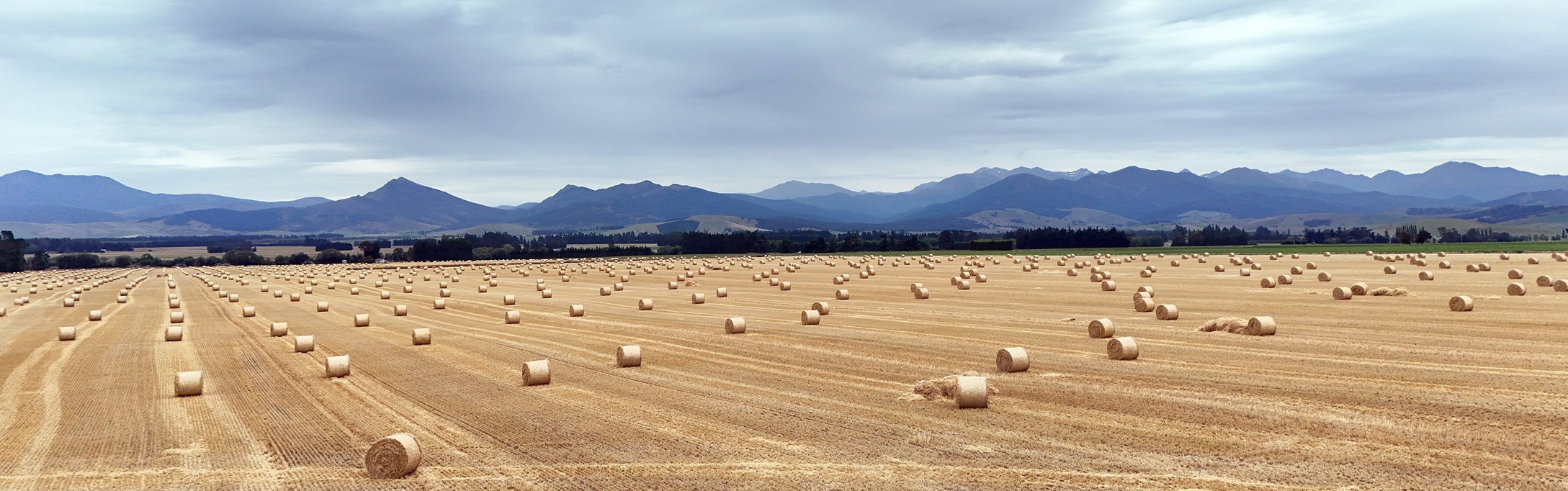 Photo: Stephen Jaquiery