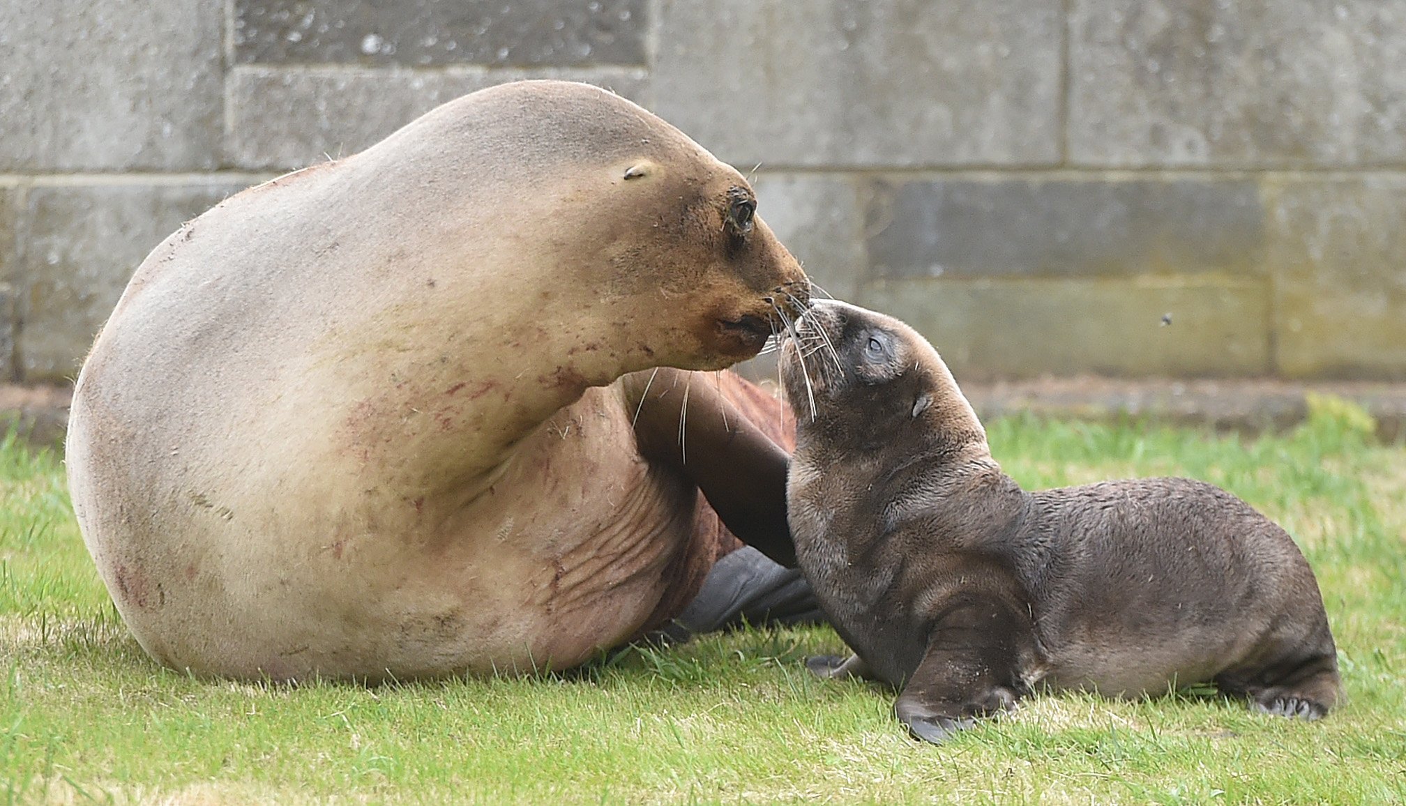 Sea lion Mika has returned to St Kilda to birth her pup, seen here about 12 hours old. They were...